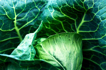 Obraz premium Background in the form of a texture of a fresh cabbage leaf.