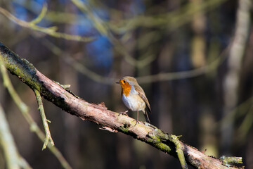 robin on branch