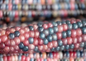 Fototapeta premium Zea Mays gem glass cobs of sweetcorn, also known as calico, flint or fiesta corn, with brightly coloured kernels. Grown in an urban garden in London UK.