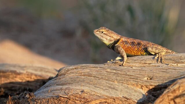 Spiny Lizard in the Escalante desert walking off branch.