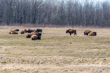 Buffalo Close, Lying Down, Resting In A Group