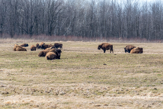 Buffalo Close, Lying Down, Resting In A Group © Barbara