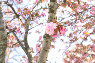 tree in bloom