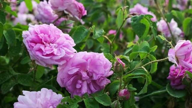 Romantic 4k video. Blooming roses sway in the wind