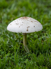 large white mushroom growing in a green yard