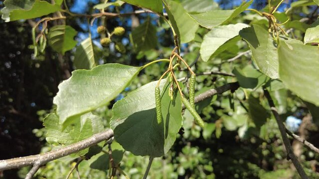 European alder close up in autumn