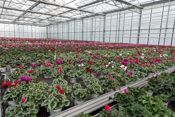 Flowers in a modern greenhouse. Greenhouses for growing flowers. Floriculture industry. 