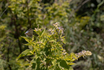 flowers in the forest