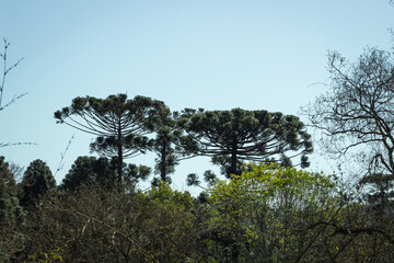 araucaria landscape