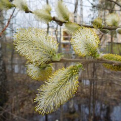 willow branch with catkins macro