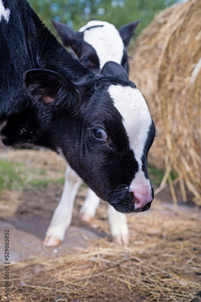 Wall mural portrait of  cute   little calf   posing  near  hay. nursery on a farm. rural life