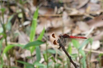 秋の風景、赤とんぼ。