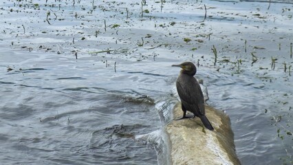 The cormorant sits on a dry fallen tree by the lake. A black bird of prey is resting near the water.