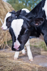 Obraz na płótnie Canvas portrait of cute little calf posing near hay. nursery on a farm. rural life
