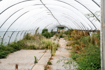 Big old greenhouse, 