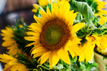 Naklejka premium Beautiful sunflower on a sunny day with a natural background. Selective focus. High quality photo