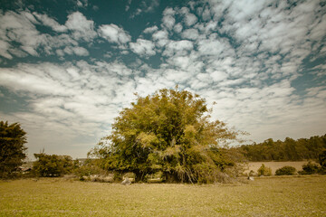 Fototapeta na wymiar Árvore numa paisagem com céu azul e nuvens