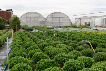 Boxwood bushes in a nursery with greenhouses in the background. Tree cultivation and plant breeding...