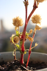 Dry wild plant on defocused natural blue sky background. Vertical shot with natural light.
