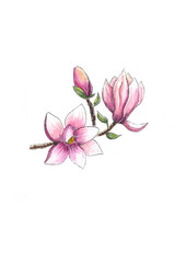 Watercolor illustration of blooming Magnolia on the white background