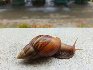 snail on the road
