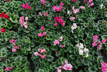 Top shot of many small flowers in a greenhouse. Professional plant cultivation.