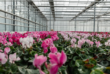 Fototapeta na wymiar Close-up of flowers in a modern greenhouse. Greenhouses for growing flowers. Floriculture industry. 