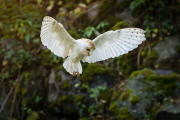 Owl in flight. Barn owl, Tyto alba, flying near ruined mossy stone wall. Owl landing with spread...