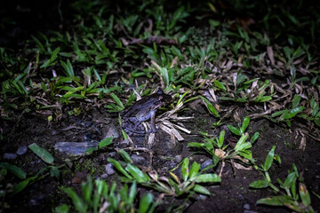 Naklejka na ściany i meble Night Frog, Costa Rica