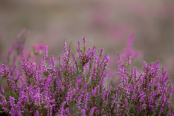 Selective focus bush of wild purple flowers Calluna vulgaris (heath, ling or simply heather) is the sole species in the genus Calluna in the flowering plant family Ericaceae, Nature floral background.