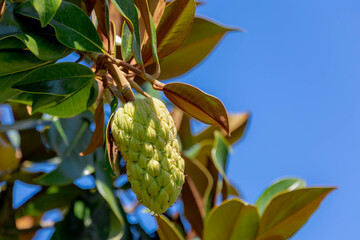 Selective focus of fresh young growing fruit in a magnolia tree with green leaves, Magnolia grandiflora or commonly known as the southern magnolia or bull bay is a tree of the family Magnoliaceae.