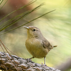 House Wren, Troglodytes Aedon, tropical exotic bird perched on a pine branch in a warm afternoon. Arcabuco, Colombia.
