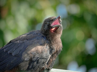 Baby juvenile crow with its beak open ready to be fed