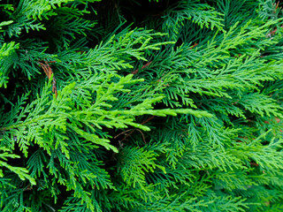 evergreen leaves, green texture pine needles 