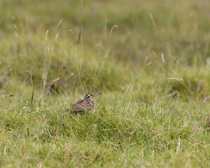 Tropical exotic bird Sturnella Magna, Eastern Meadowlark on the grass patiently looking for insects, worms or grasshoppers. Colombian birds. Arcabuco, Colombia.