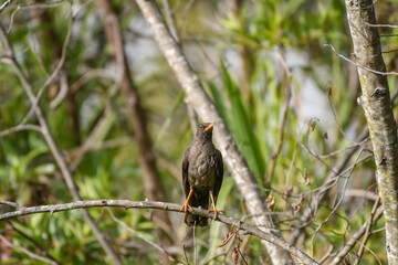 Turdus Fuscater, Great Thrush perched on a branch. Colombian birds. Villa de Leyva, Colombia.