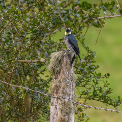 Acorn woodpecker, Melanerpes formicivorus feeding on a fence post near  Arcabuco, Colombia.