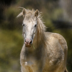 Closeup image of a white/beige Pony horse front view pasturing pleasently in the afternoon. Colombia.