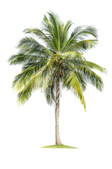 Isolated coconut tree on white background Low-cost coconut trees are the economic crops of Thailand, which the Thai people call coconut perfume.