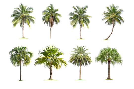 Coconut and palm trees Isolated tree on white background , The collection of trees.Large trees are growing in summer,