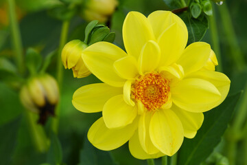 A beautiful yellow dahlia flower growing on a green flower bed.