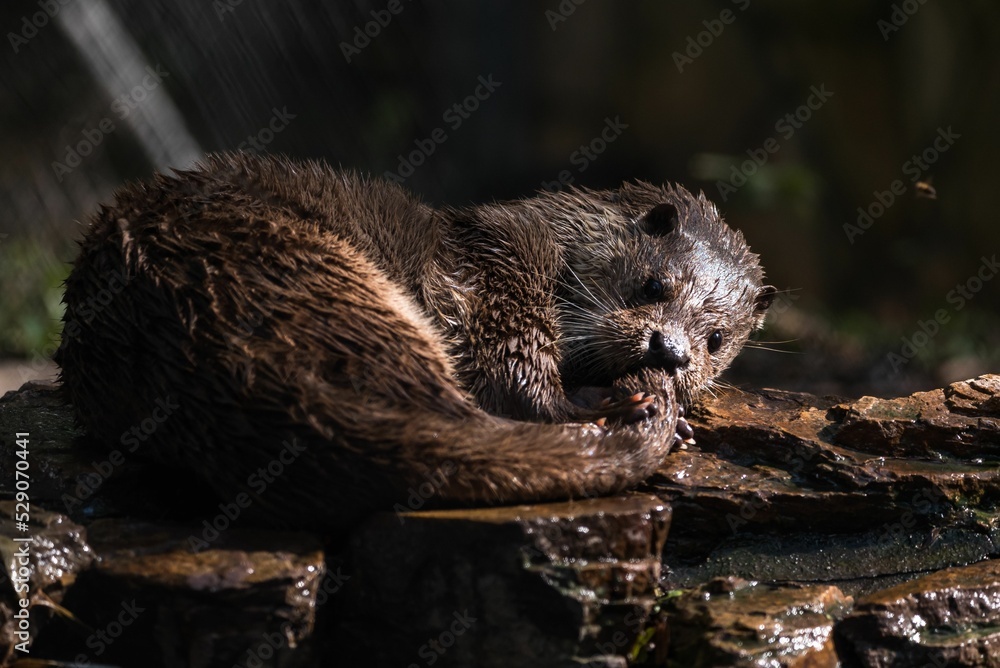 Wall mural Closeup of a cute otter resting on a wet stone surface