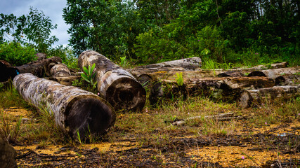 Borneo tropical hardwood  stacked in log yard. Agricultural background