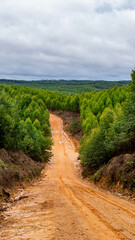 Dirt road crossing Eucalyptus plantation at Kutai Timur, Indonesia. Eucalyptus plantation for paper industry at Kutai Timur