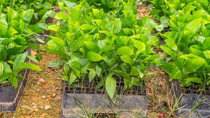 Acacia tree seedlings growing in plantation nursery facility. Agricultural background