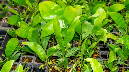 Acacia tree seedlings growing in plantation nursery facility. Agricultural background