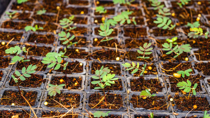 Acacia tree seedlings growing in plantation nursery facility. Agricultural background