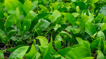 Acacia tree seedlings growing in plantation nursery facility. Agricultural background