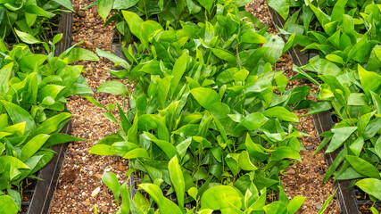 Acacia tree seedlings growing in plantation nursery facility. Agricultural background