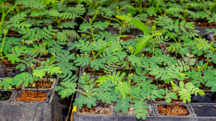 Acacia tree seedlings growing in plantation nursery facility. Agricultural background